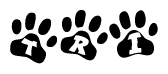 The image shows a series of animal paw prints arranged in a horizontal line. Each paw print contains a letter, and together they spell out the word Tri.