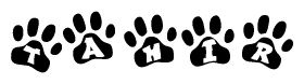 The image shows a series of animal paw prints arranged in a horizontal line. Each paw print contains a letter, and together they spell out the word Tahir.