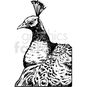 black and white realistic peacock vector clipart .