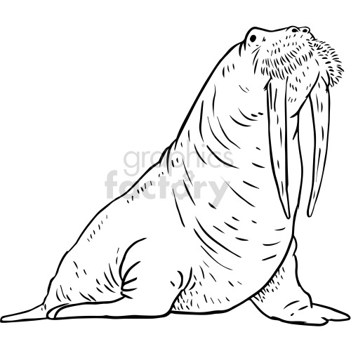 black and white walrus clipart .