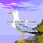   seagull seagulls bird birds  0_Z-08.gif Animations 2D Animals 