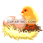   eggs chick chicks bird baby  zoo-020.gif Animations 2D Animals 