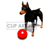 dobermann Doberman+Pinscher dog dogs Animations 3D Animals 
