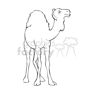  camel camels   Anml057_bw Clip Art Animals 