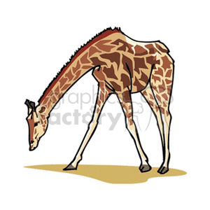 Giraffe eating clipart. Royalty-free image # 129686