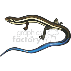 Long Blue-tailed Skink clipart. Royalty-free image # 129907