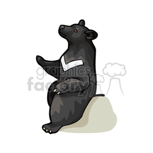 Black bear sitting against a rock clipart.