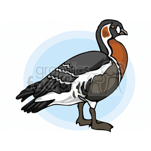 Red-breasted Merganser  clipart. Royalty-free image # 130232