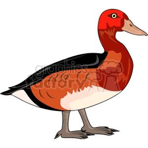 Red crested duck, side profile clipart. Commercial use image # 130362