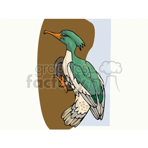 Duck perched on hole in a tree clipart. Royalty-free image # 130411