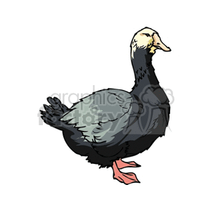 Light yellow crested goose with black feathers