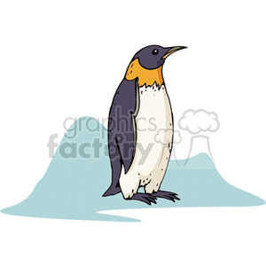 Penguin with an orange neck standing on the ice