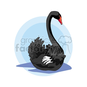 Black swan with ruffled feathers in blue water clipart.