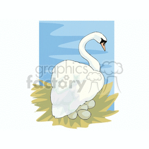 White swan sitting on four eggs in a nest