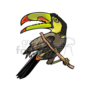 Keel-billed toucan with open beack on branch