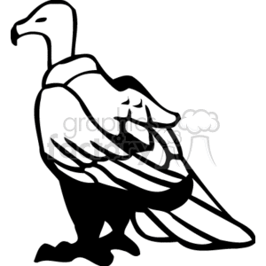 Black and white vulture clipart. Royalty-free image # 130709