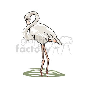 clipart - White flamingo standing in marsh.