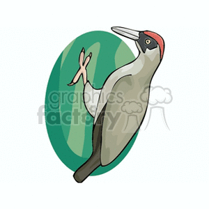   bird birds animals woodpecker woodpeckers  woodpecker.gif Clip Art Animals Birds 