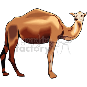 dromedary camel  clipart. Commercial use image # 130822