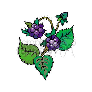 blueberries clipart. Royalty-free image # 151808