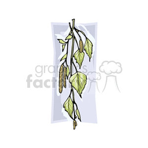 birch clipart. Commercial use image # 151826