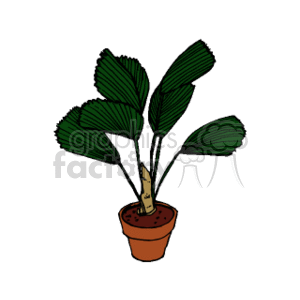 The clipart image depicts a Licuala grandis, commonly known as the Ruffled Fan Palm. It features several broad, pleated leaves that emanate from a central point, creating a circular fan-like shape. The plant is contained in a brown terracotta pot.