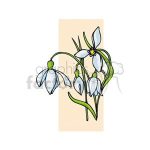 snowdrop clipart. Commercial use image # 152318