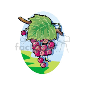 Bunch of purple grapes on vine clipart. Commercial use image # 152644