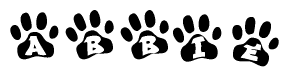 The image shows a series of animal paw prints arranged in a horizontal line. Each paw print contains a letter, and together they spell out the word Abbie.