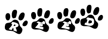 The image shows a series of animal paw prints arranged horizontally. Within each paw print, there's a letter; together they spell Reed