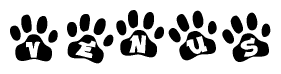 The image shows a row of animal paw prints, each containing a letter. The letters spell out the word Venus within the paw prints.