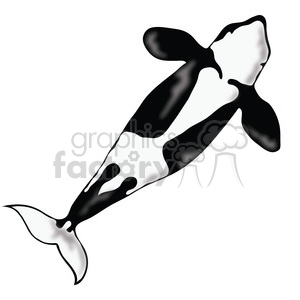 Killer Whale 02 clipart. Royalty-free image # 391637