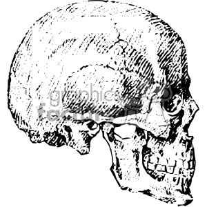 clipart - vintage vector profile skull art.