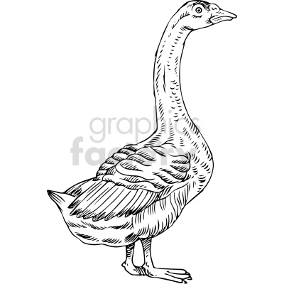 black and white swan clipart