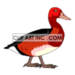   Duck ducks  animals005aa.gif Animations 2D Animals 