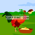   rooster roosters feed feeding food farm farms  animals035aa.gif Animations 2D Animals 
