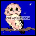   owl owls bird birds  animals059.gif Animations 2D Animals 