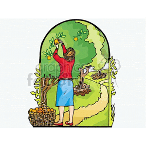   woman picking apples apple harvesting harvest orchard tree trees  womanaplletree.gif Clip Art Agriculture 