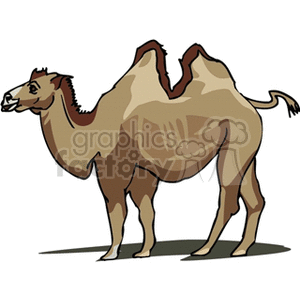   camel desert animal humps water camels  camel3.gif Clip Art Animals 
