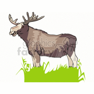   elk moose antlers watching grazing animal  elk.gif Clip Art Animals 
