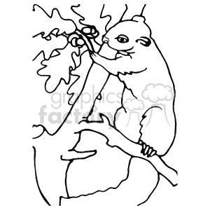 The drawing shows a galago, also known as bush babies, perched on a branch of a tree. It is eating acorns from the tree