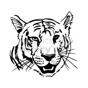   tiger tigers feline felines cat cats animals  tiger.gif Clip Art Animals African black and white detail 