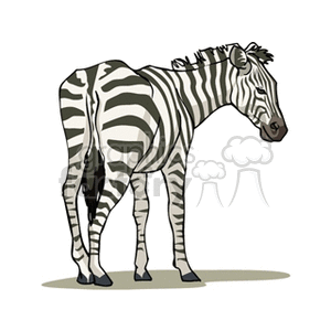 clipart - Standing zebra.