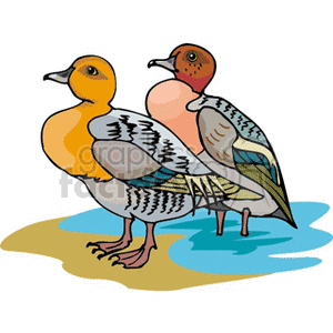 Two mallard ducks at water's edge clipart. Commercial use image # 130360