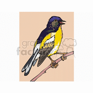 Blue crested finch perched on a branch clipart. Royalty-free image # 130409