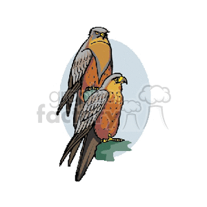 Pair of two hawks perched together clipart.