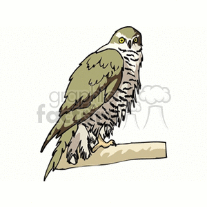 clipart - Peregrine falcon resting on a branch.