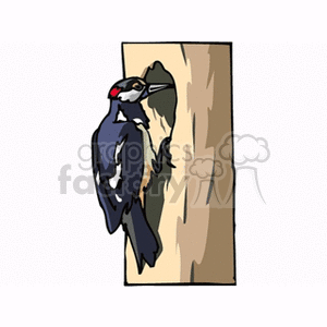 Woodpecker making a hole in a tree trunk