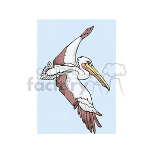 White and brown pelican in flight clipart. Commercial use image # 130567