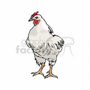 Forward facing white rooster clipart. Commercial use image # 130631